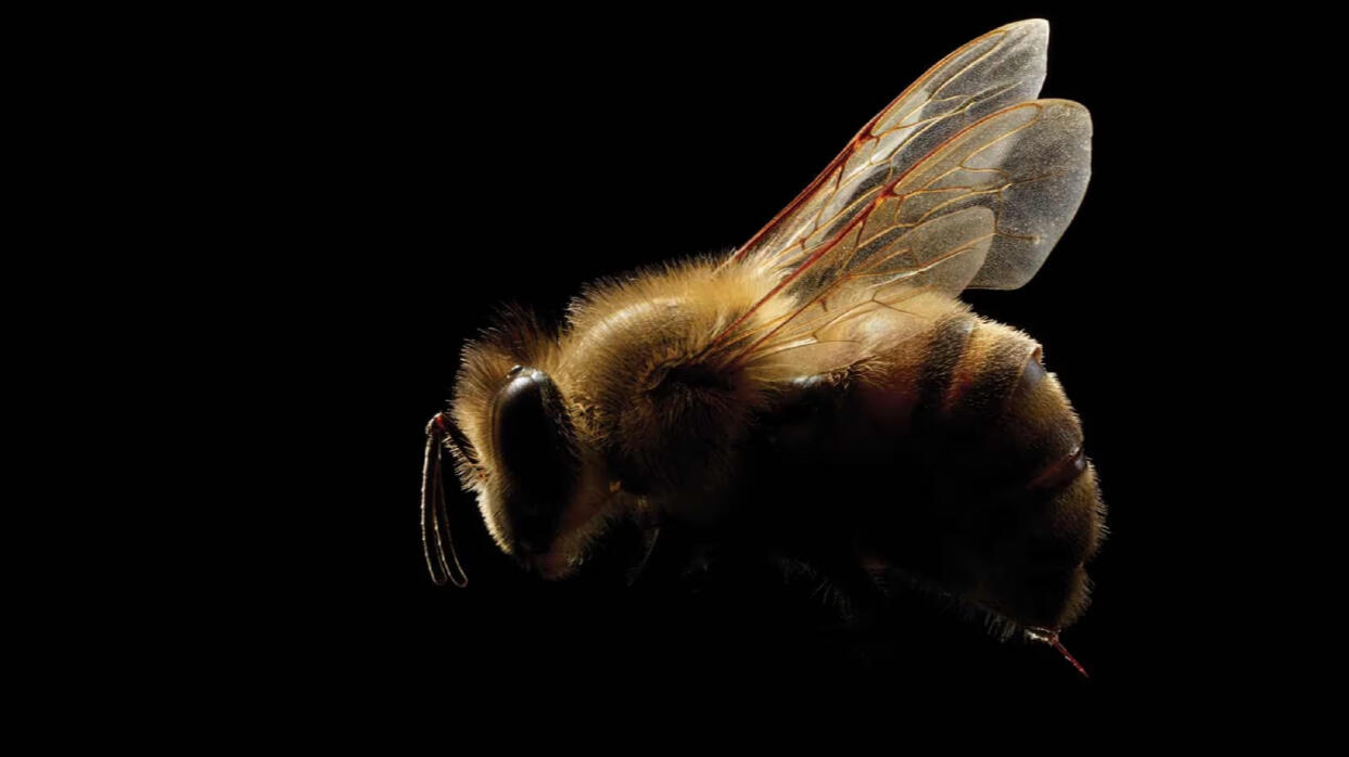 The High Price of Efficiency