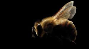 The High Price of Efficiency